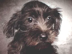 Cachorro raça Srd idade Abaixo de 2 meses nome Luma
