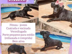 Cachorro raça Srd idade 1 ano nome Violeta 
