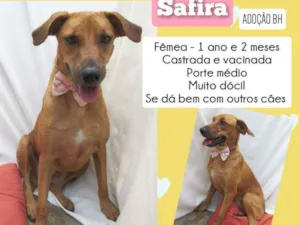 Cachorro raça Srd idade 1 ano nome Safira