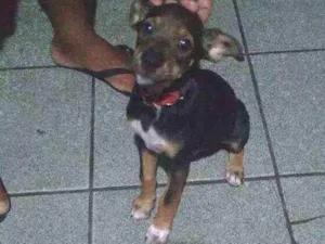 Cachorro raça Pincher 3 misturado idade 2 a 6 meses nome Spayker