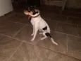 Caju