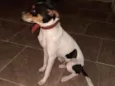 Caju