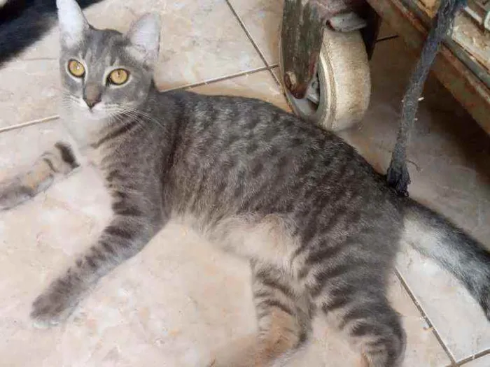 Gato ra a Srd idade 7 a 11 meses nome Rock