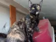 Pituxa