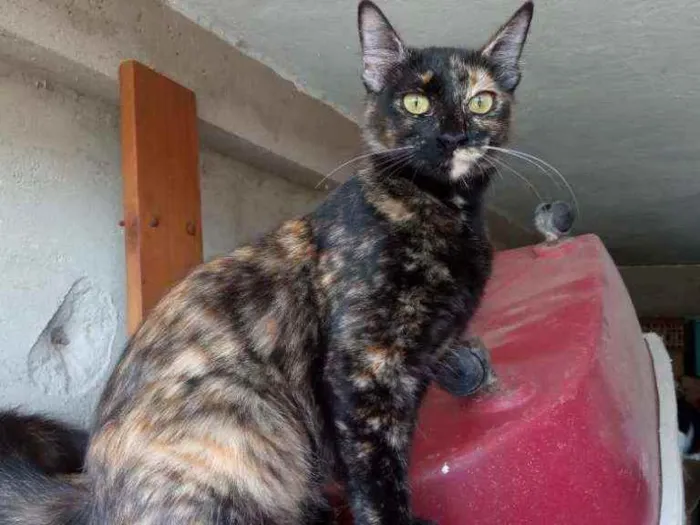Gato ra a Sed idade 7 a 11 meses nome Pituxa