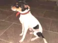 Caju