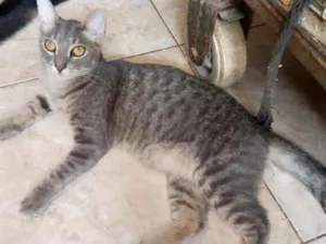 Gato raça Srd idade 7 a 11 meses nome Rock