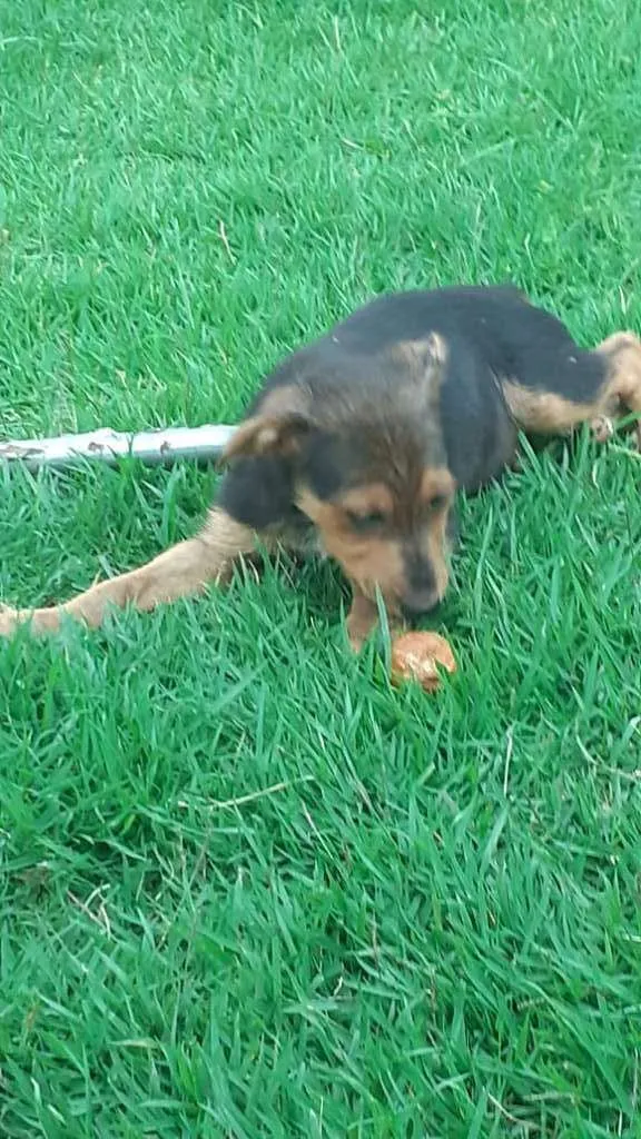 Cachorro raça SRD-ViraLata idade 2 a 6 meses nome Filhote Macho