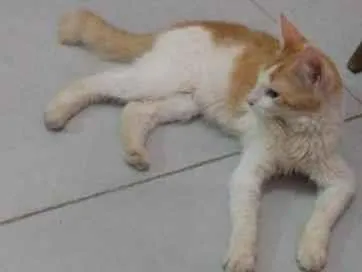 Gato ra a SRD idade 2 a 6 meses nome Sem nome