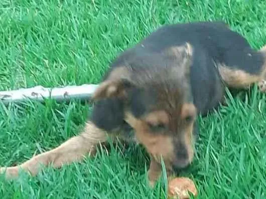 Cachorro raça SRD-ViraLata idade 2 a 6 meses nome Filhote Macho