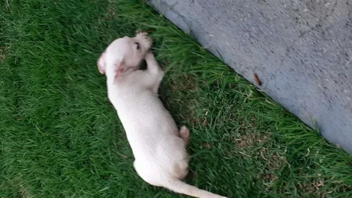 Cachorro raça SRD-ViraLata idade 2 a 6 meses nome Filhote Femea