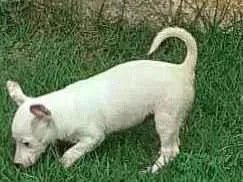 Cachorro raça SRD-ViraLata idade 2 a 6 meses nome Filhote Femea