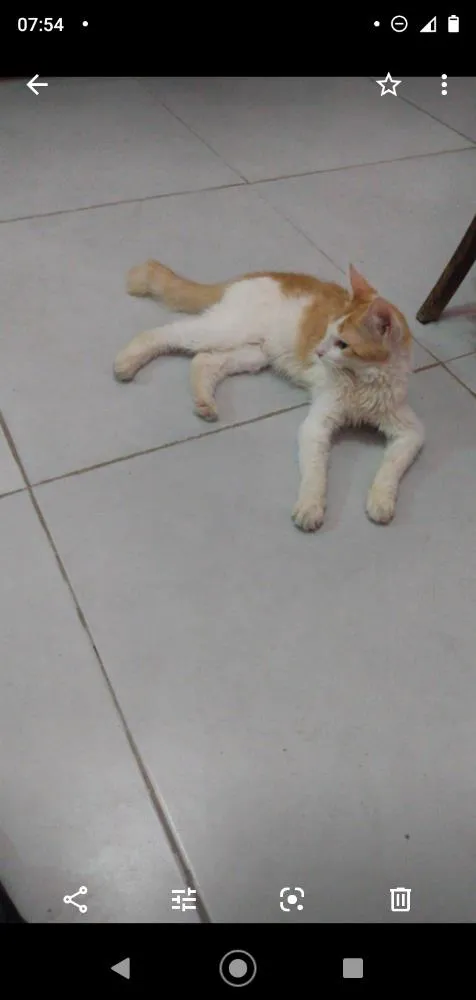 Gato ra a SRD idade 7 a 11 meses nome Sem nome