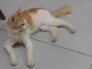 Gato raça SRD idade 7 a 11 meses nome Sem nome