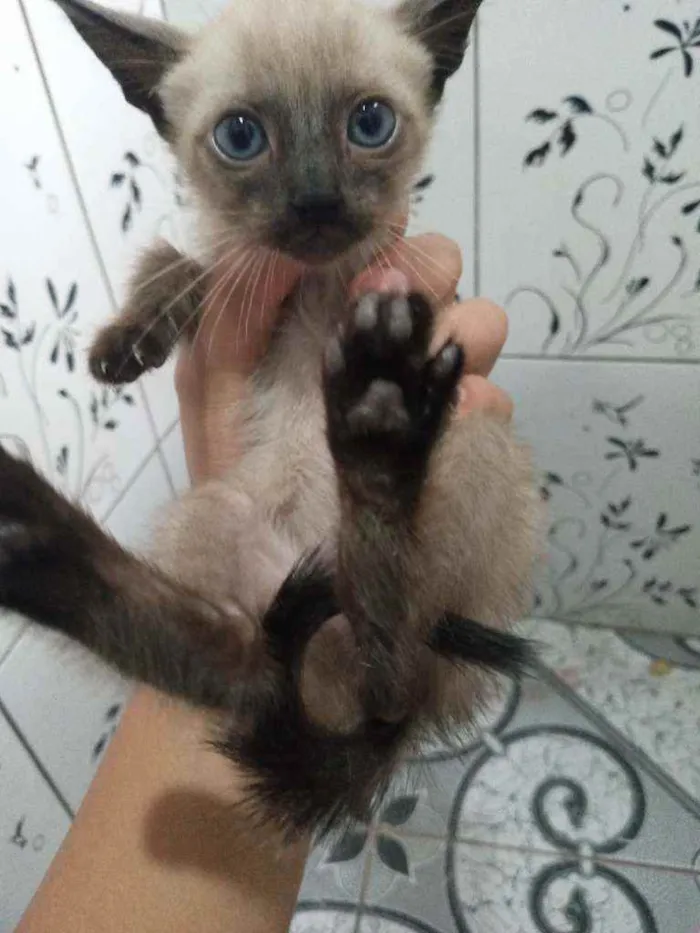 Gato ra a Siamês  idade 2 a 6 meses nome Gatos