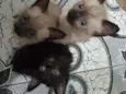 Gatos