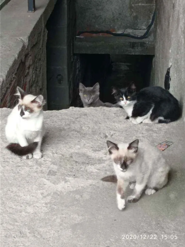 Gato ra a Srd idade 2 a 6 meses nome Sem nome