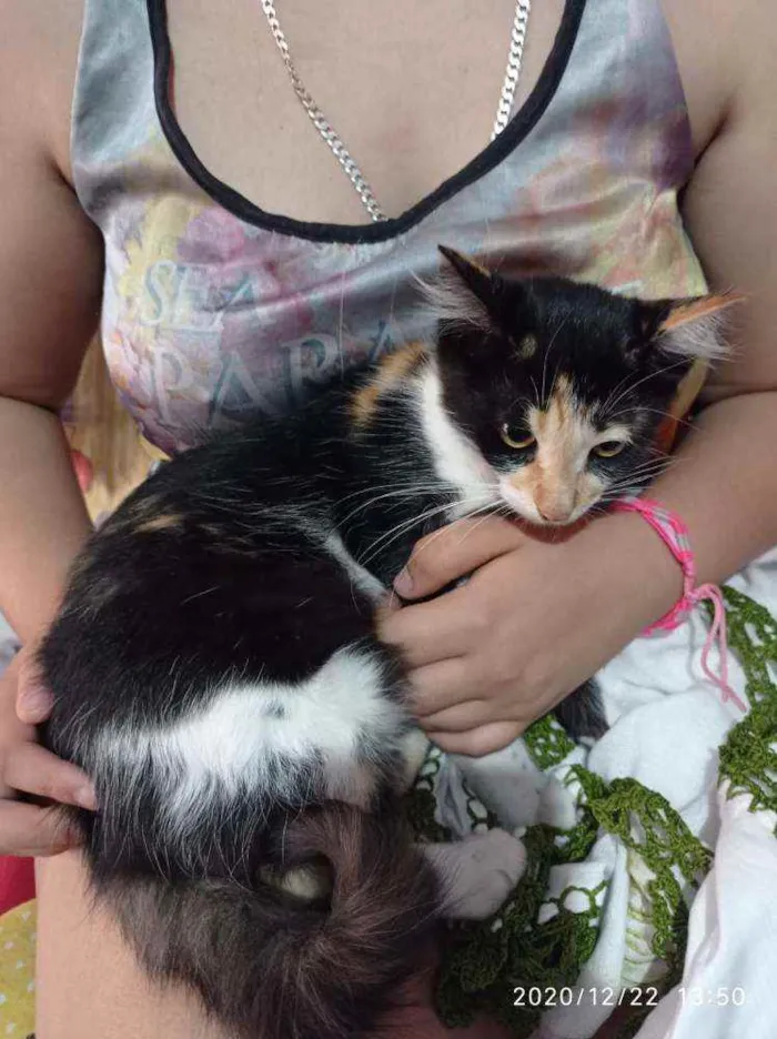 Gato ra a Srd idade 2 a 6 meses nome Sem nome