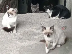 Gato raça Srd idade 2 a 6 meses nome Sem nome