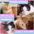 Milho e Tita