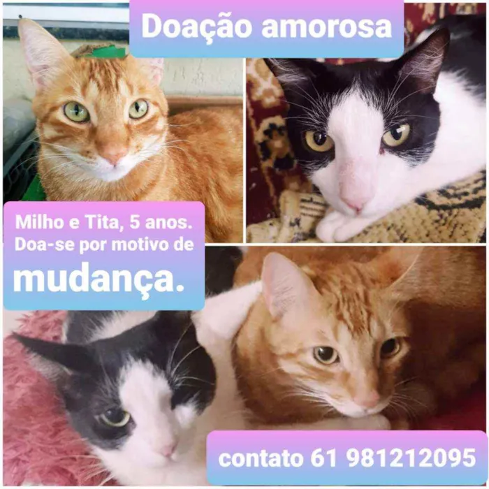 Gato ra a não tem idade 5 anos nome Milho e Tita