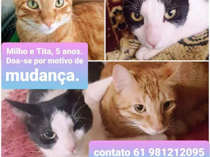 Gato ra a não tem idade 5 anos nome Milho e Tita
