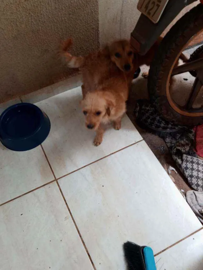 Cachorro ra a Vira-lata com poodle e vira la idade 7 a 11 meses nome Xuxu e Xuxua