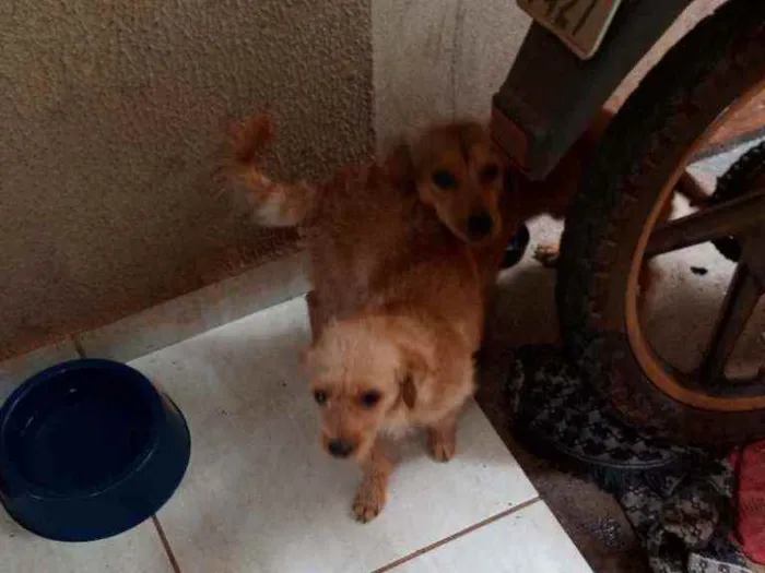 Cachorro ra a Vira-lata com poodle e vira la idade 7 a 11 meses nome Xuxu e Xuxua