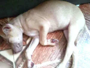 Cachorro raça Não definifa idade 2 a 6 meses nome Pufi