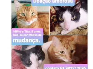 Gato raça não tem idade 5 anos nome Milho e Tita