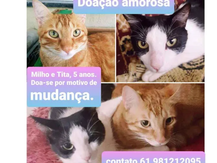 Gato ra a não tem idade 5 anos nome Milho e Tita