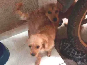 Cachorro raça Vira-lata com poodle e vira la idade 7 a 11 meses nome Xuxu e Xuxua