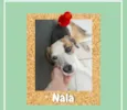 Nala
