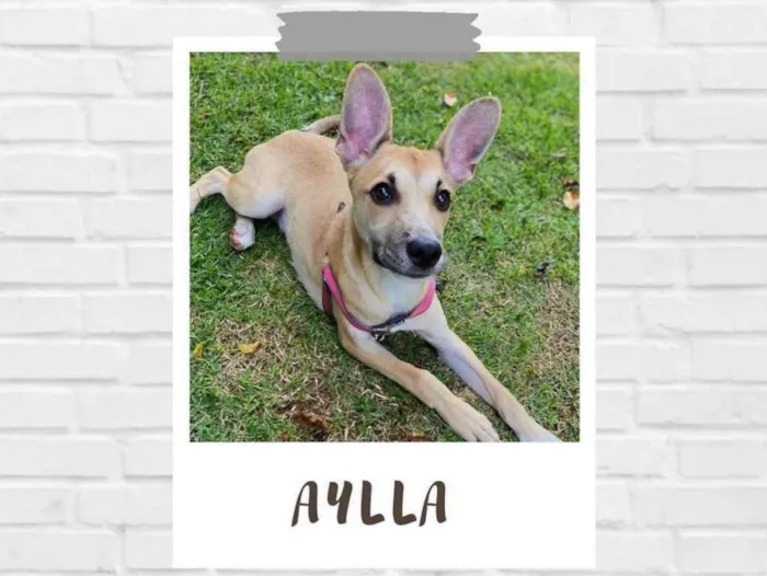 Cachorro raça SRD idade 2 a 6 meses nome Aylla