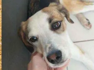 Cachorro raça srd idade 2 a 6 meses nome Nala