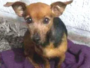 Cachorro raça srd idade 4 anos nome Beth