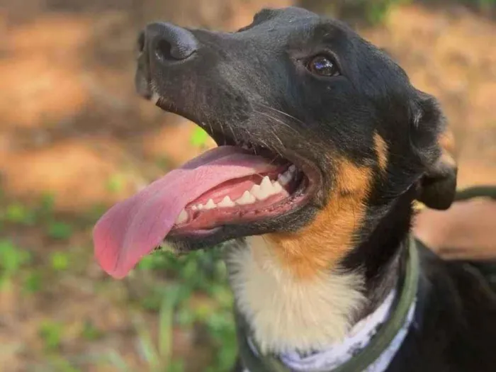 Cachorro ra a SRD idade 7 a 11 meses nome Valentim