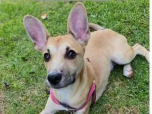 Cachorro raça SRD idade 2 a 6 meses nome Aylla