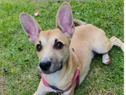 Cachorro raça SRD idade 2 a 6 meses nome Aylla