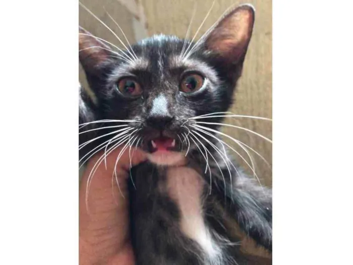 Gato raça Srd  idade Abaixo de 2 meses nome Lua