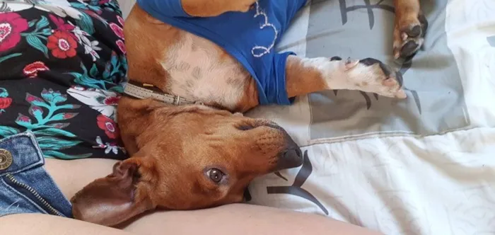 Cachorro ra a dachshund misturado idade 2 anos nome Luigi