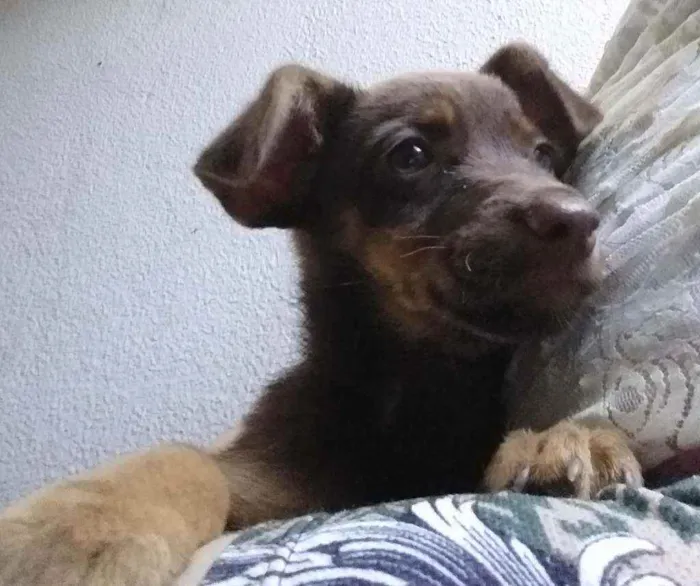 Cachorro raça ???? idade 2 a 6 meses nome Coffe 
