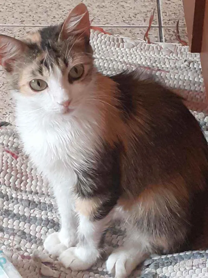 Gato raça SRD idade 1 ano nome Teresa