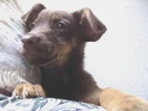 Cachorro raça ???? idade 2 a 6 meses nome Coffe 