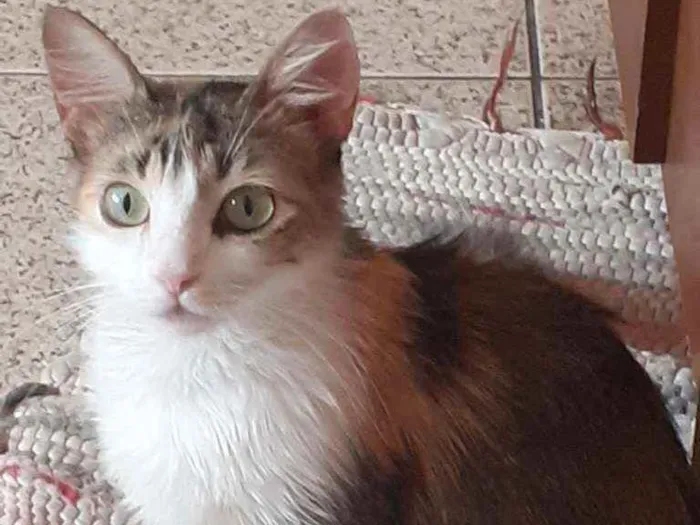 Gato raça SRD idade 1 ano nome Teresa