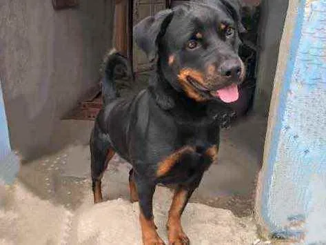 Cachorro raça Rottweiler  idade 2 anos nome Zaira