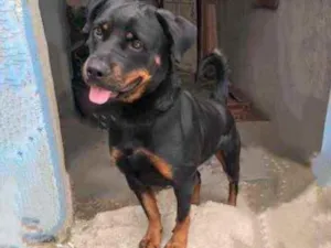 Cachorro raça Rottweiler  idade 2 anos nome Zaira