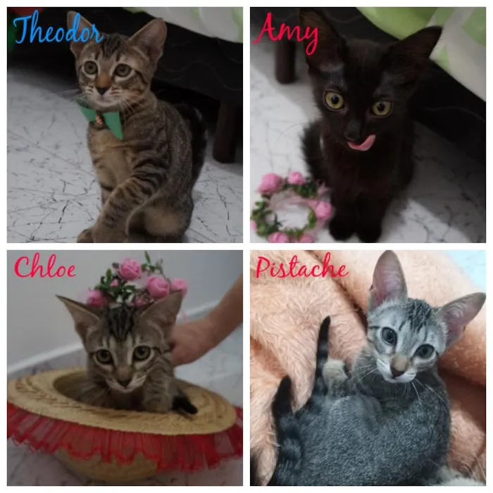 Gato ra a SRD-ViraLata idade 2 a 6 meses nome Gatinhos filhotes