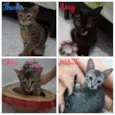 Gatinhos filhotes