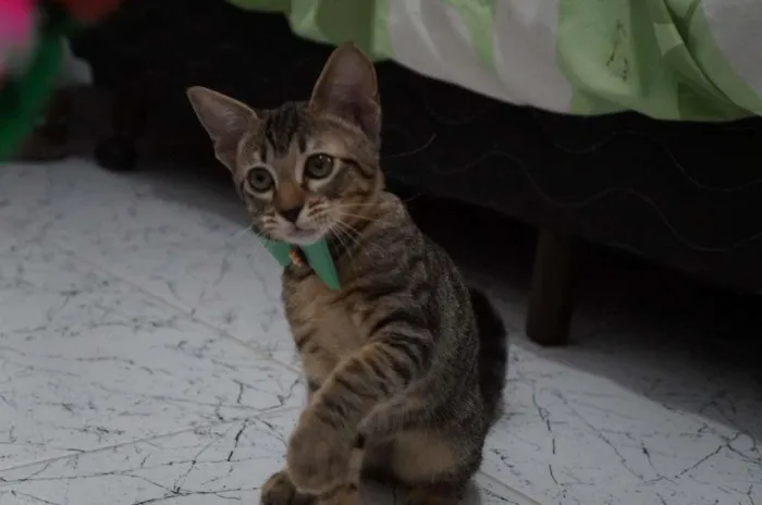 Gato ra a SRD-ViraLata idade 2 a 6 meses nome Gatinhos filhotes